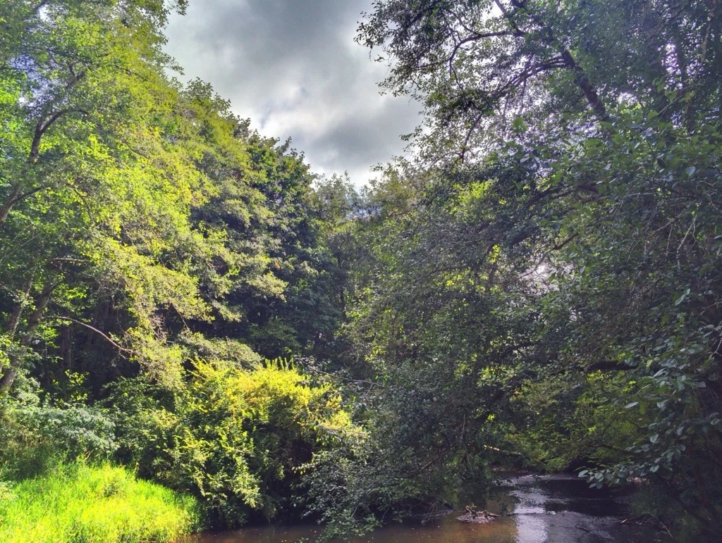 Tree-lined river in the Willapa Harbor area